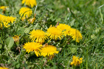 Obraz premium some yellow dandelions in green grass
