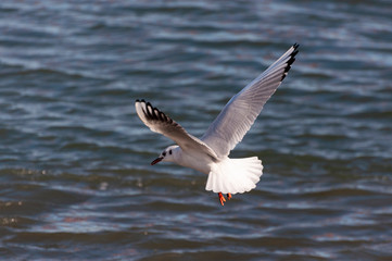 Fototapeta na wymiar Seagull flying over the Tagus River in tje city of Lisbon, Portugal
