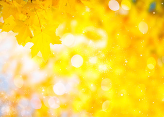 Vibrant fall foliage