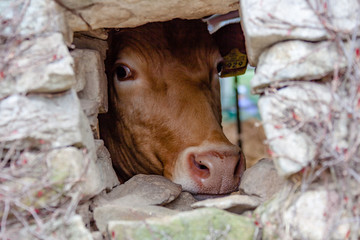 a milk cow in our family