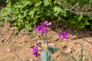Fototapeta premium purple flowers in the garden