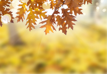 Vibrant fall foliage