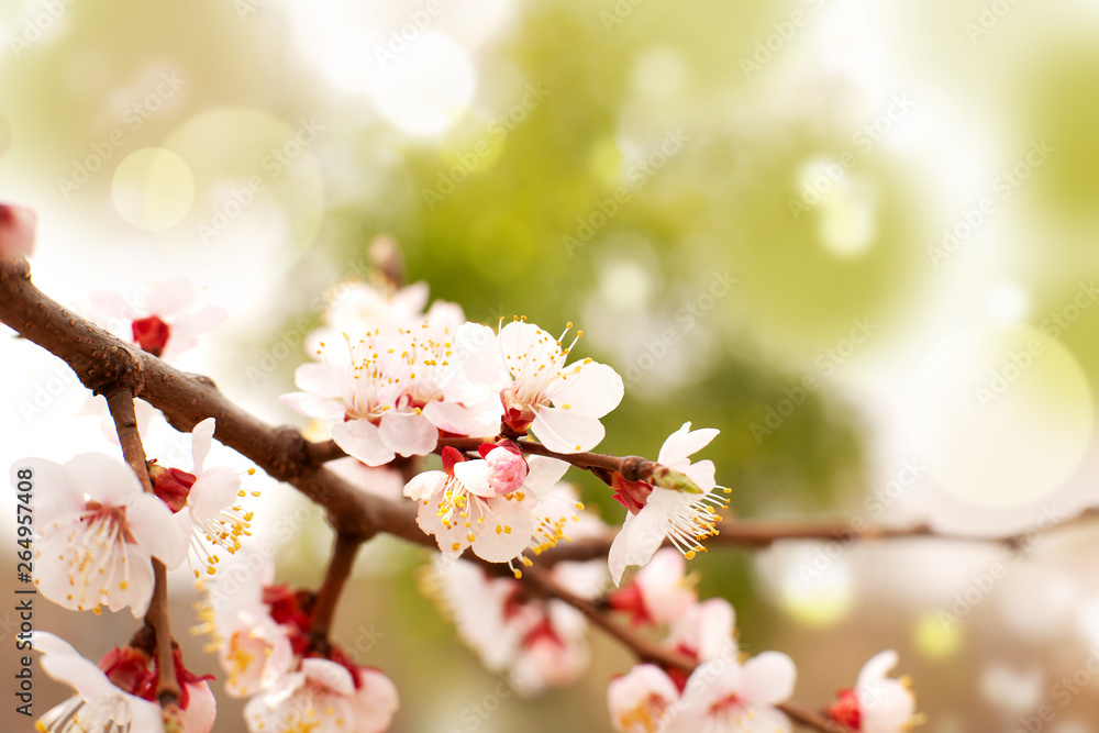 Wall mural spring branch of apricot tree. apricot flowers in the sun glare. delicate beautiful flowers and back