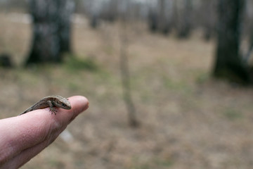 A woman holding a lizard in her hand against the forest.