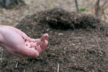 On the background of ant man keeps ants on the palm of your hand.	
