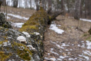 On the hillside is a fallen tree overgrown with moss and mushrooms parasites.