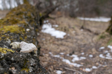 Naklejka na ściany i meble On the hillside is a fallen tree overgrown with moss and mushrooms parasites.