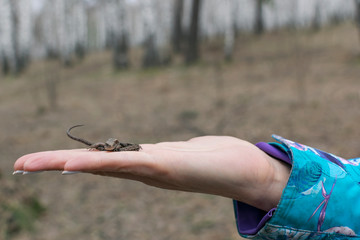 A woman holding a lizard in her hand against the forest.