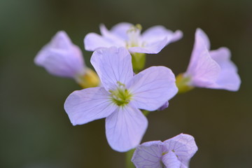 closeup of purple flower