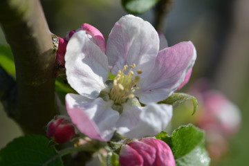 Fototapeta na wymiar apple-blossom
