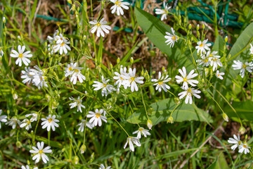 Blooming stellaria holostea on the ground in spring