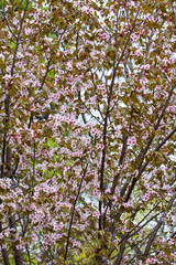 The blooming of the pink Sakura. Cherry and Apple.