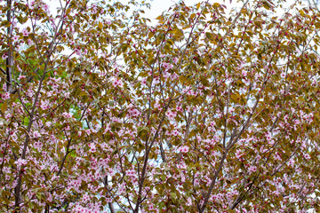 The blooming of the pink Sakura. Cherry and Apple.