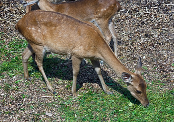 Eld`s deer female also known as the thamin or brow-antlered deer. Latin name - Panolia eldii