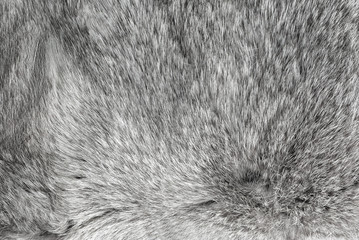 Texture of gray fur closeup photo. Macro