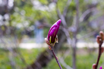 flowering pink tree in nature.