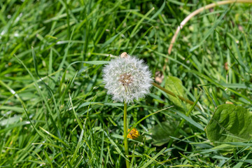 Top view on blowball in a green meadow 