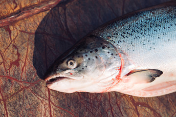 Fish Salmon close up.