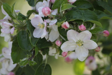 Kwiat jabłoni biało różowy - obrazy, fototapety, plakaty