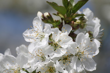 Kwiaty jabłoni © Seance_Photo_Sylwia