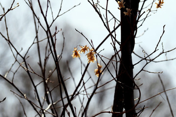 vine