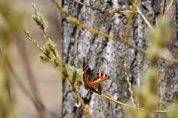 butterfly