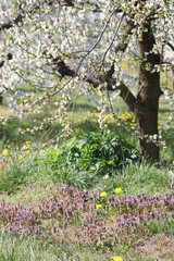 Kwitnące jabłonie © Seance_Photo_Sylwia
