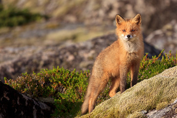 Junger Wilder Fuchs sonnt sich auf einem moosbedeckten Felsen auf der Halbinsel Lofoten in Norwegen