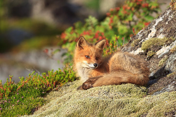 Junger Wilder Fuchs sonnt sich auf einem moosbedeckten Felsen auf der Halbinsel Lofoten in Norwegen