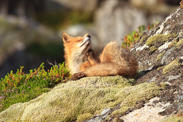 Junger Wilder Fuchs sonnt sich auf einem moosbedeckten Felsen auf der Halbinsel Lofoten in Norwegen