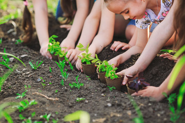 Children's hands planting young tree on black soil together as the world's concept of rescue