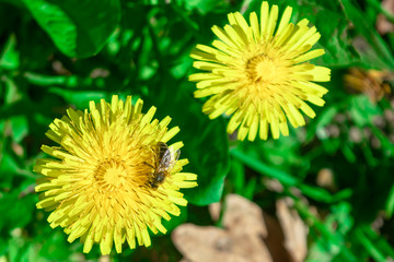 Bee On Dandelion In The Sun