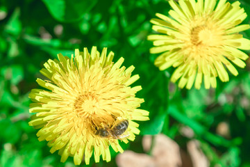 Obraz premium Bee On Dandelion In The Sun