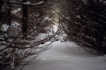 winter trail