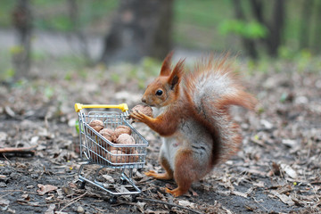 Red squirrel with shopping cart