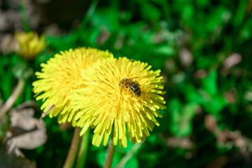 Bee On Dandelion In The Sun
