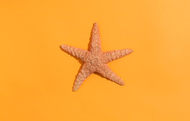 Fototapeta na wymiar A starfish on a orange paper background