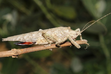 Indian locust