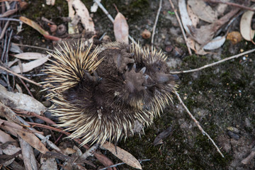 Wild short-beaked echidna with dirty muzzle and paws try to to curl up in to a ball to hide itself and protect. Tachyglossus aculeatus in the eucalyptus forest. Australia.