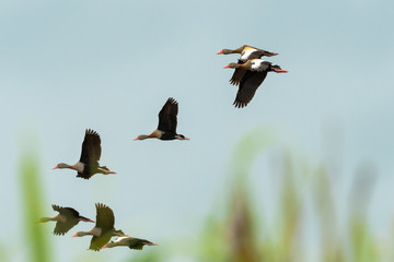 A flock of Black-bellied Whistling ducks flying in formation.