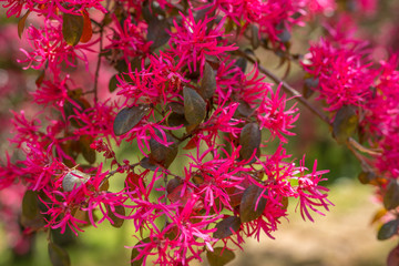 トキワマンサク