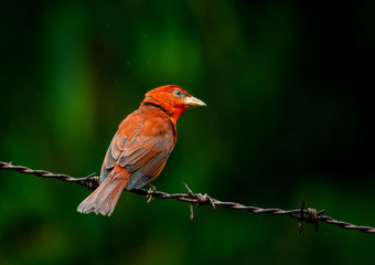 Closeup of Hepatic Tanager perching on a barb wire fence.