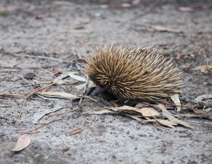 Wild short-beaked prickly echidna with dirty muzzle walking between dry brown leaves in the eucalyptus forest. Australia. Tachyglossus aculeatus.