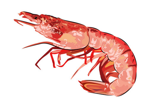 Red boiled shrimp Realistic vector Seafood picture