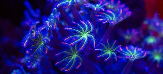 Naklejka na ściany i meble Corals in a marine aquarium.