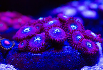 Corals in a marine aquarium.