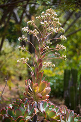 Diese Aeonium aus der Familie der Dickblattgewächse wächst auf La Gomera