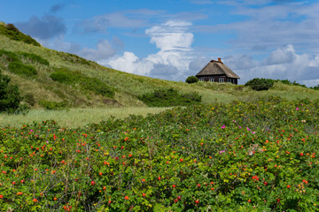  house in denmark in the dunes