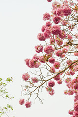 Fototapeta na wymiar Blooming Pink trumpet tree or Tabebuia rosea flower in outdoor park