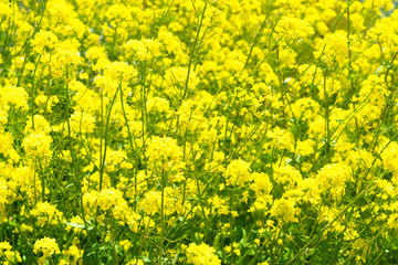 Raoeseed Feeld With Blooming Canola